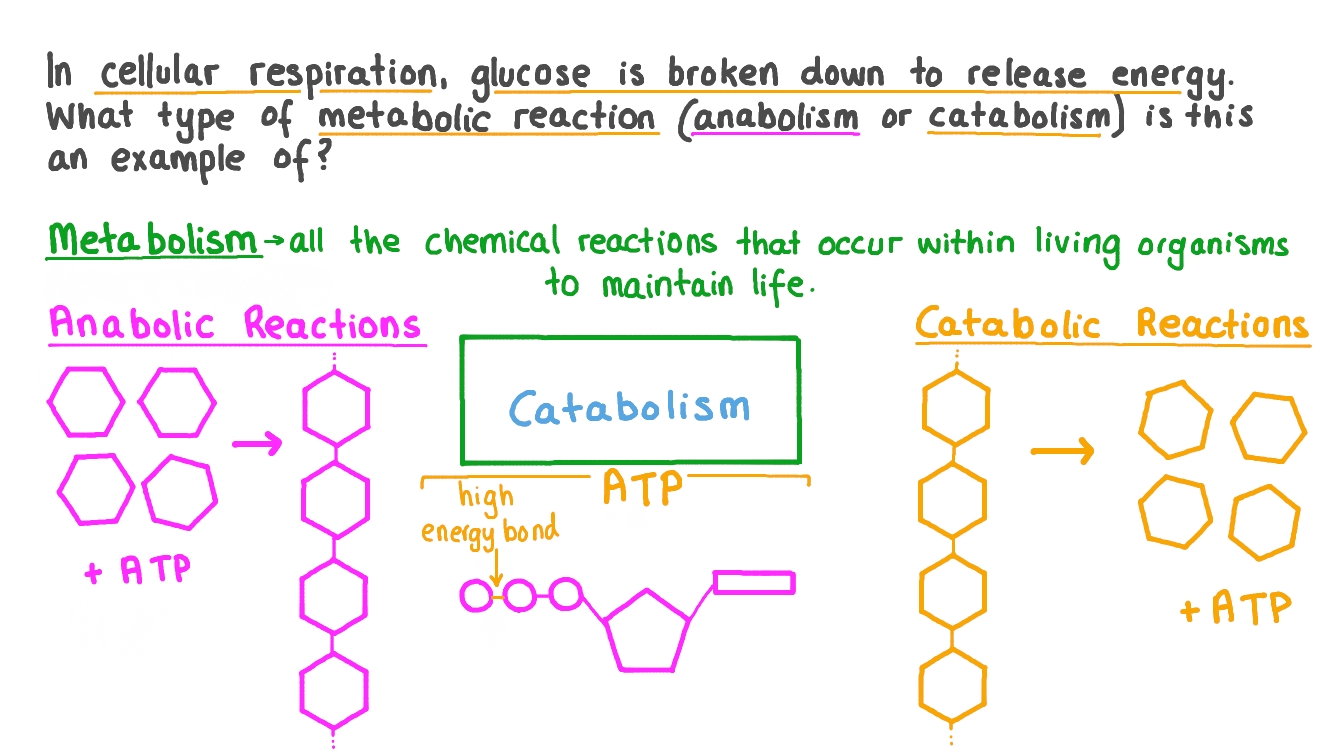 Question Video: Identifying Cellular Respiration As Catabolic Or Anabolic | Nagwa