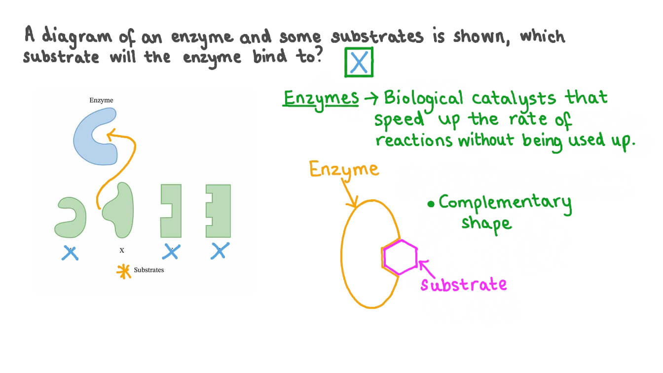 Question Video Identifying Enzymes and Substrates That Have