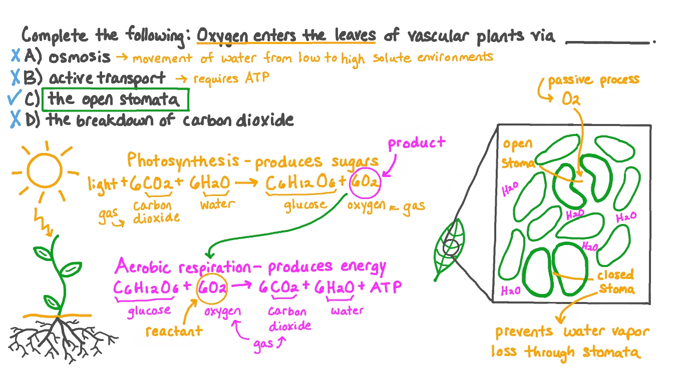 Question Video Identifying the Structure through Which Oxygen Enters