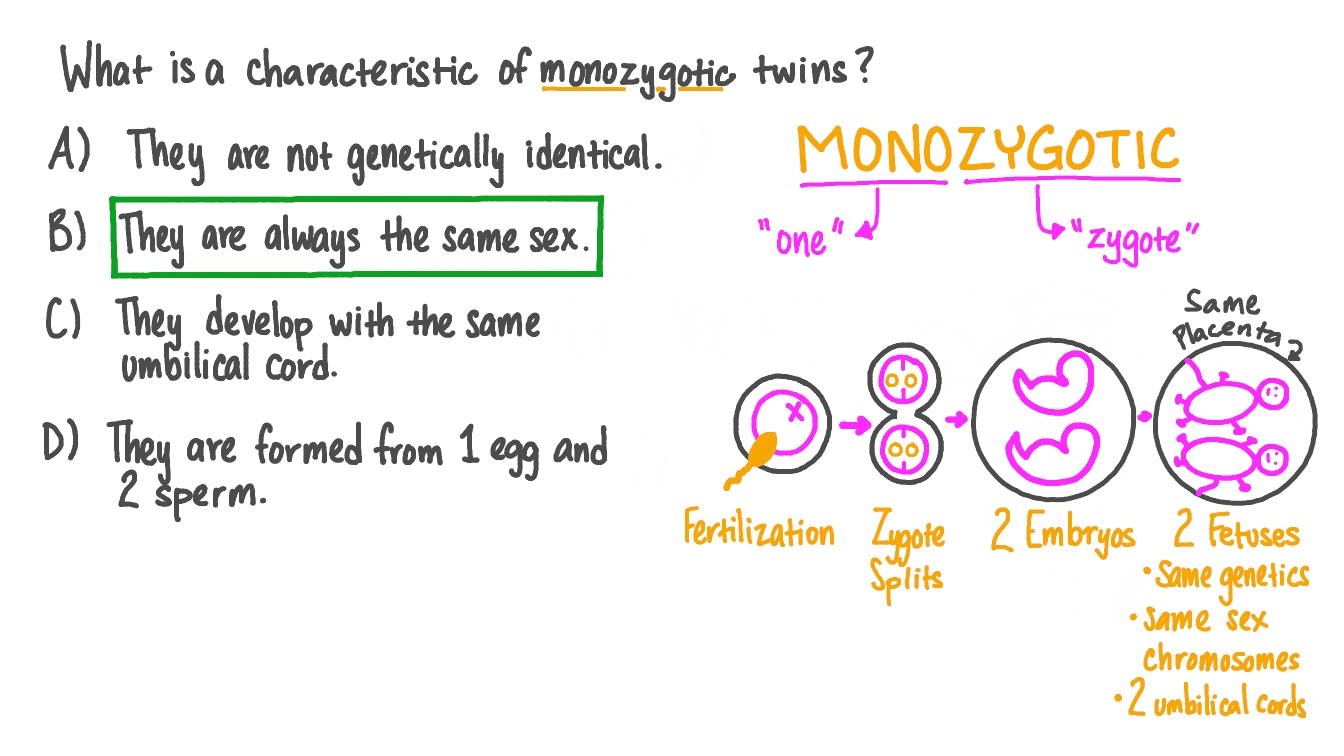 Types Of Monozygotic Twins