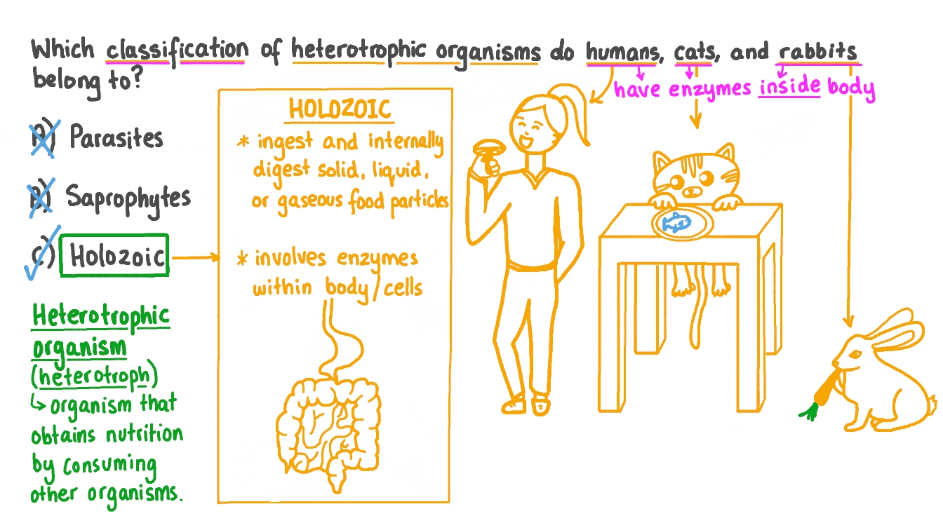 Question Video Classifying Heterotrophic Organisms as Holozoic