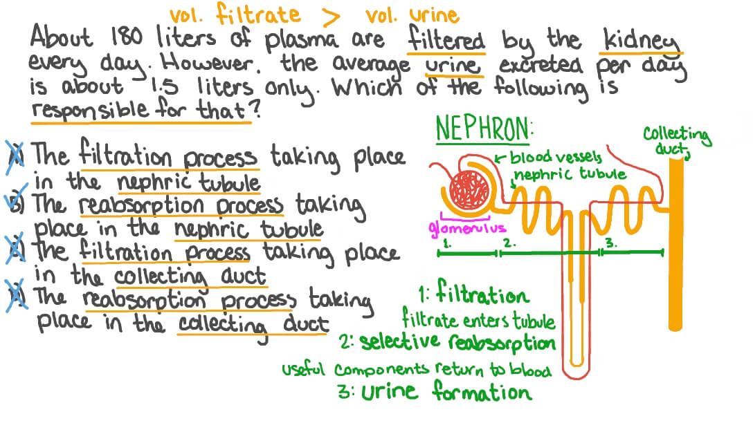 Renal Filtration Process