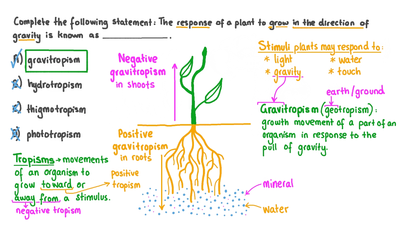 Question Video Recalling the Tropism That Causes Growth in the