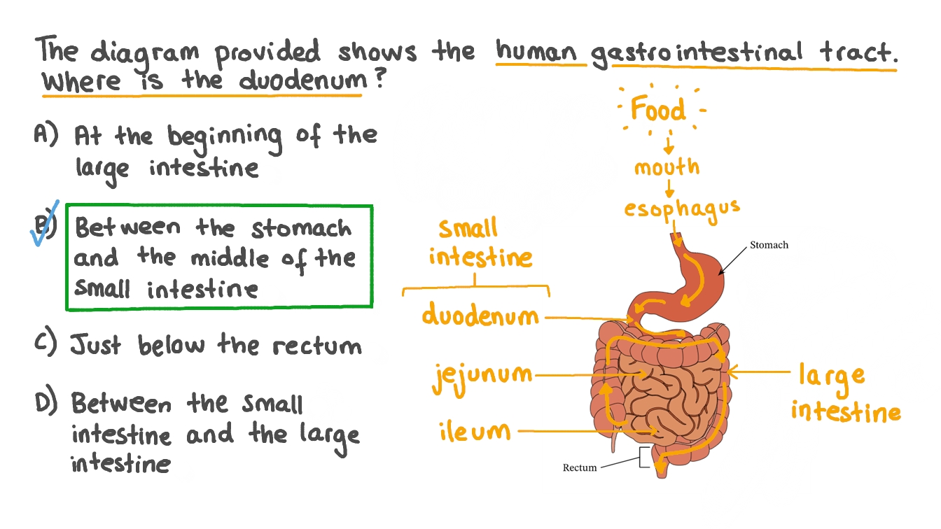 Question Video Identifying the Duodenum in the Digestive System Nagwa
