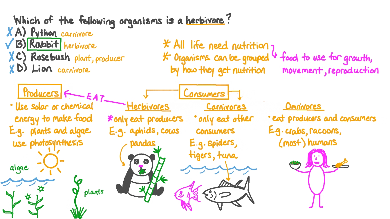 Question Video Identifying the Organism that is an Herbivore Nagwa