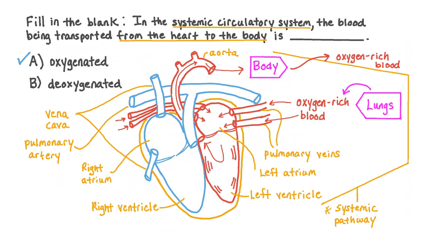 PPT Right Ventricle Pumps Deoxygenated Blood To The, 45 OFF