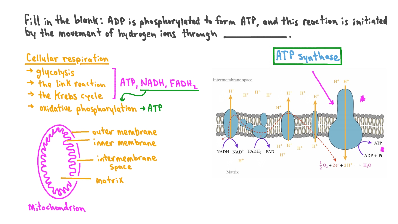 Question Video Describing the Role of ATP Synthase in Oxidative