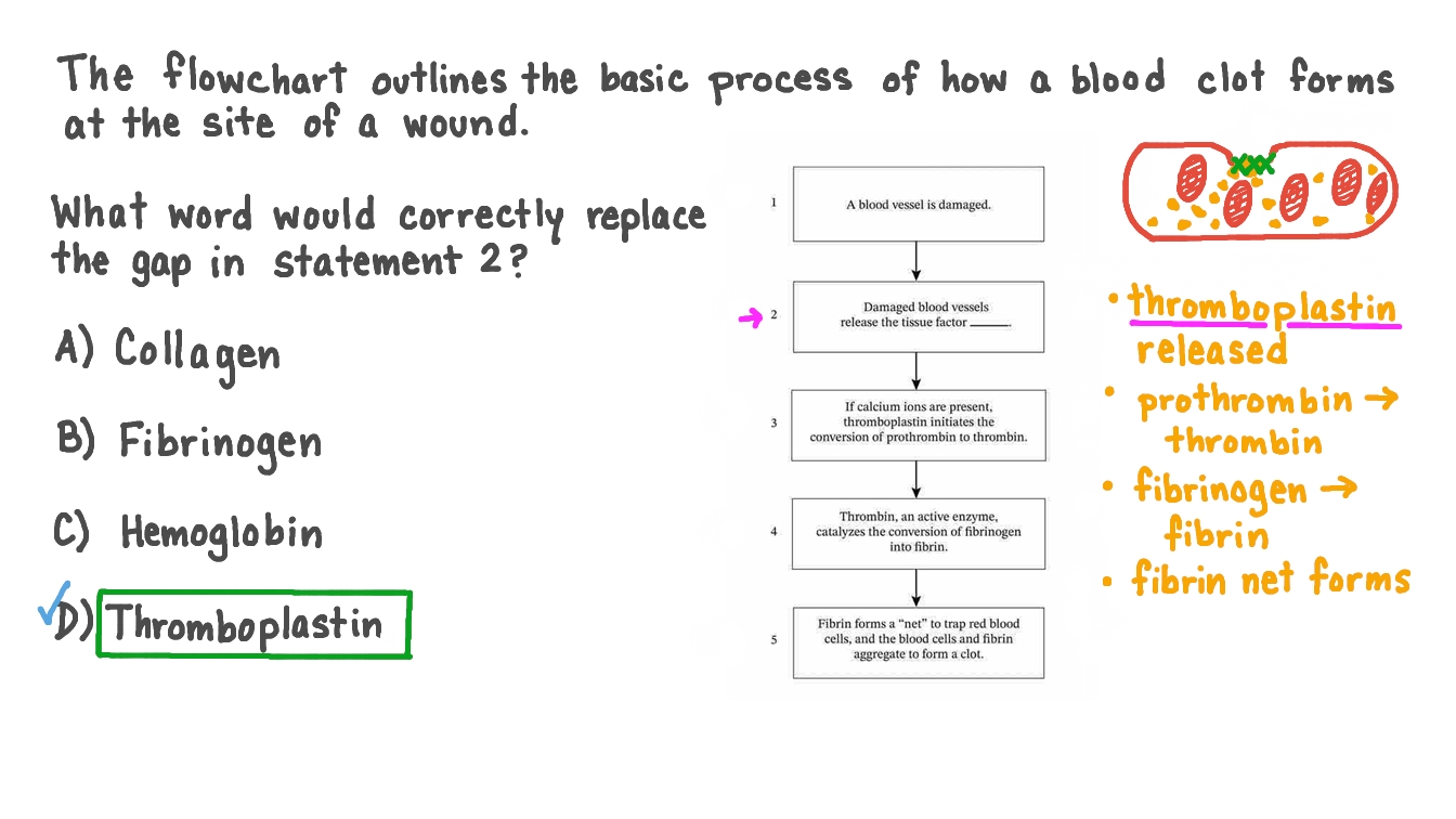 Question Video Identifying the Factors Involved in Blood Clotting Nagwa