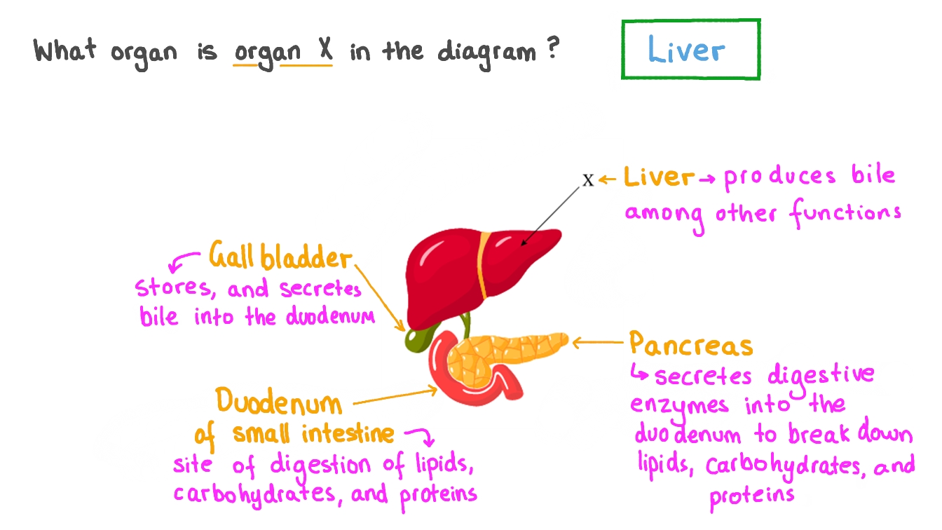 Question Video Identifying the Liver from a Diagram of Digestive