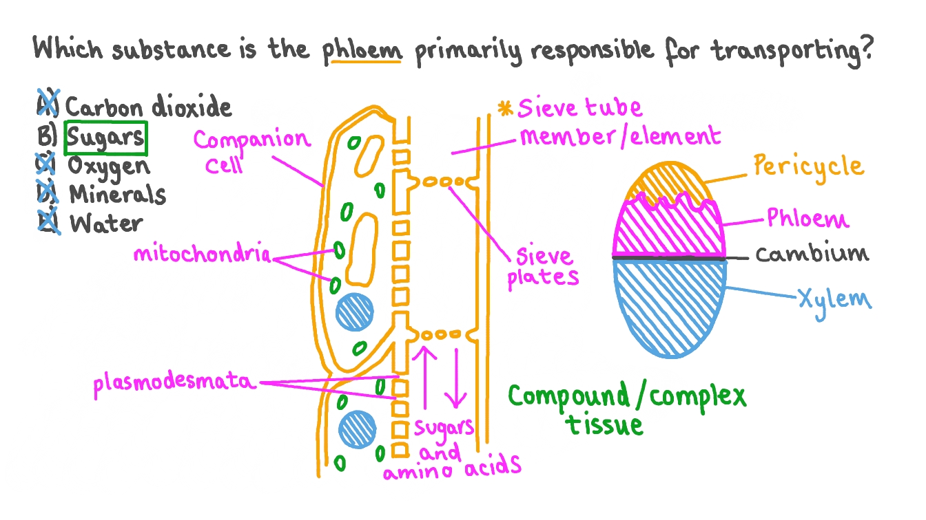 Xylem Tissue And Phloem Tissue