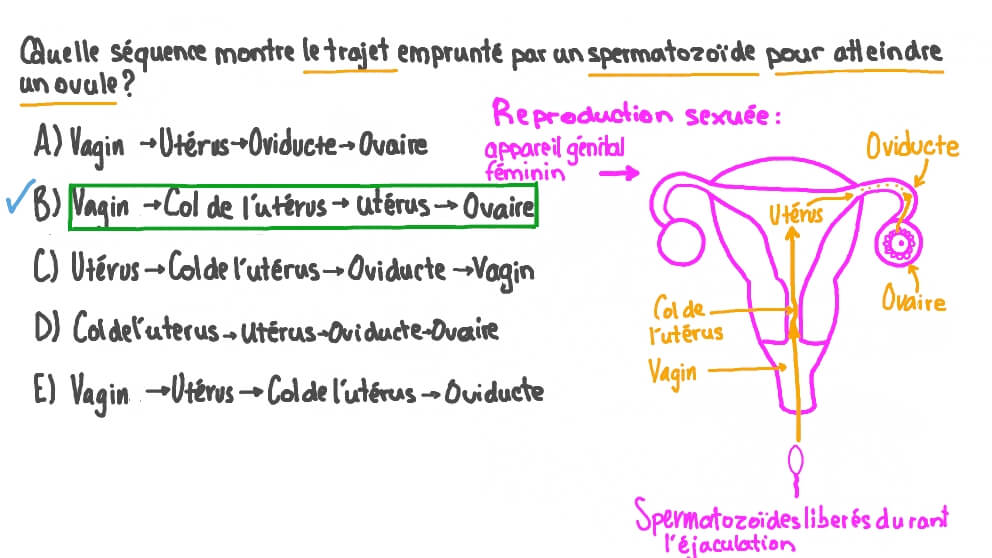 Vidéo question Se rappeler le trajet que suivra le spermatozoïde