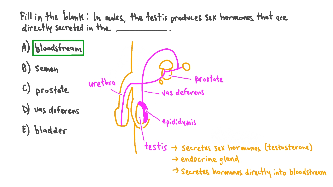 Question Video Understanding Where Hormones are Released in Humans Nagwa