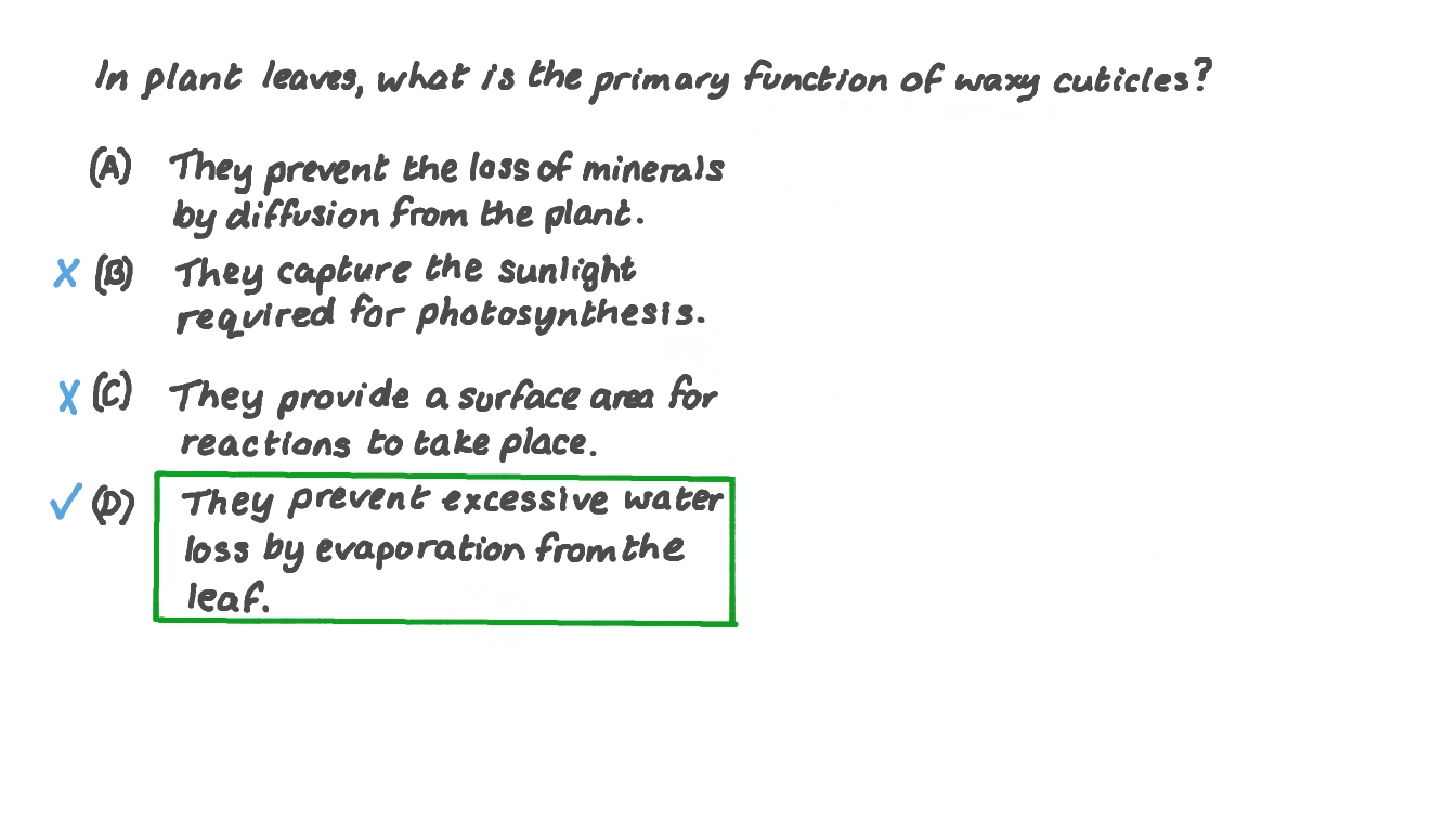 Question Video Recalling the Primary Function of the Waxy Cuticles Nagwa