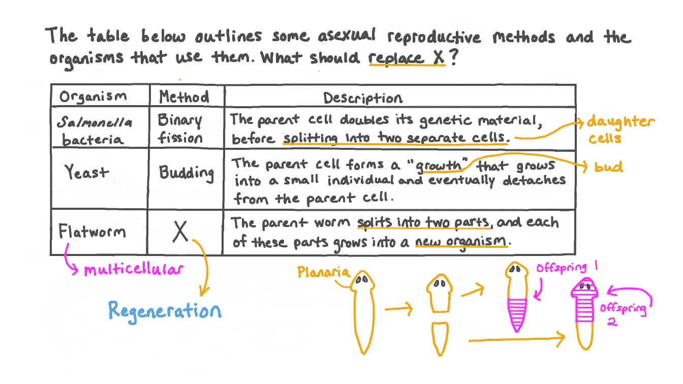 Question Video Identifying the Different Methods of Asexual