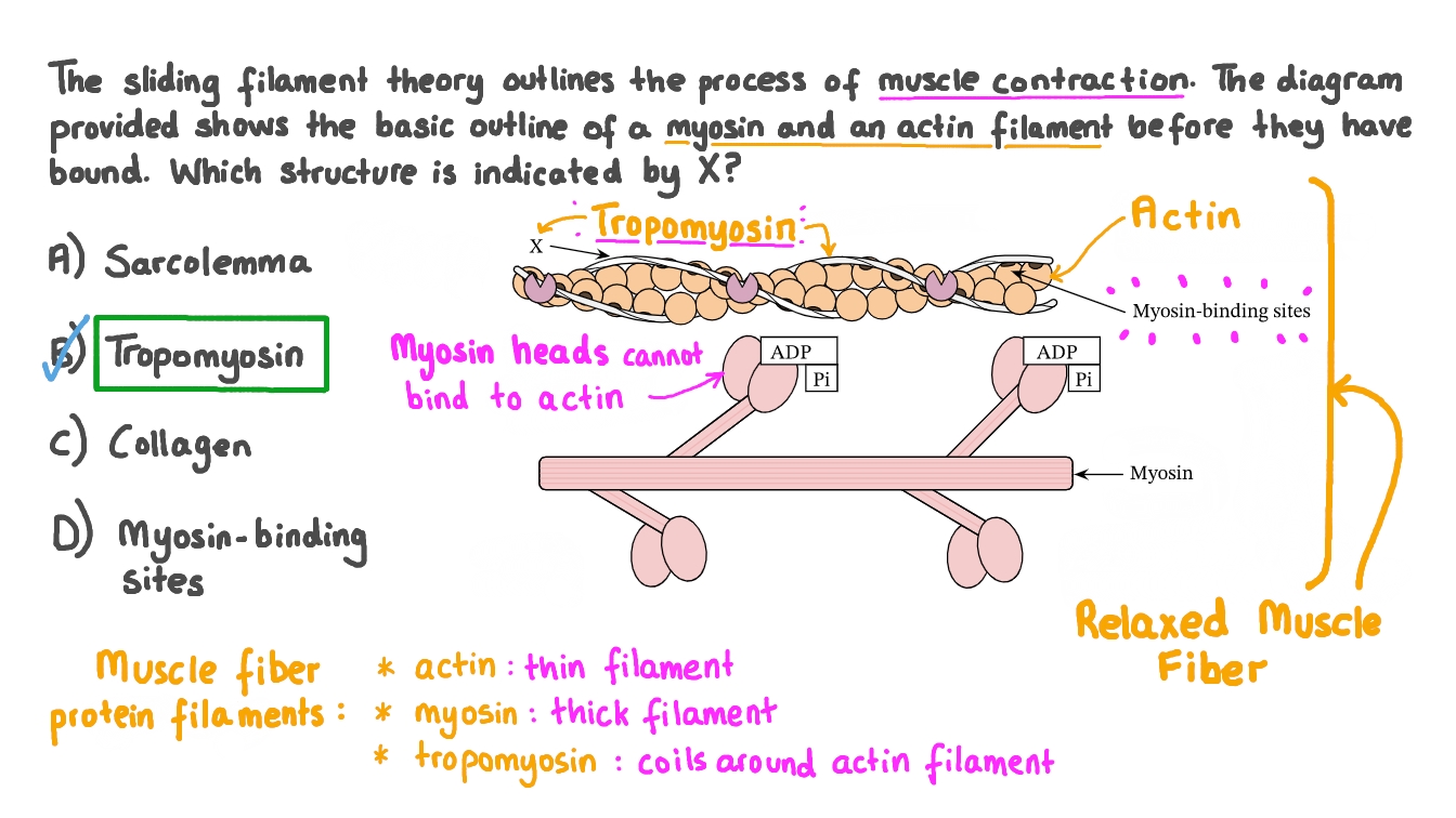 Question Video Identifying Tropomyosin in a Diagram of Myofilaments