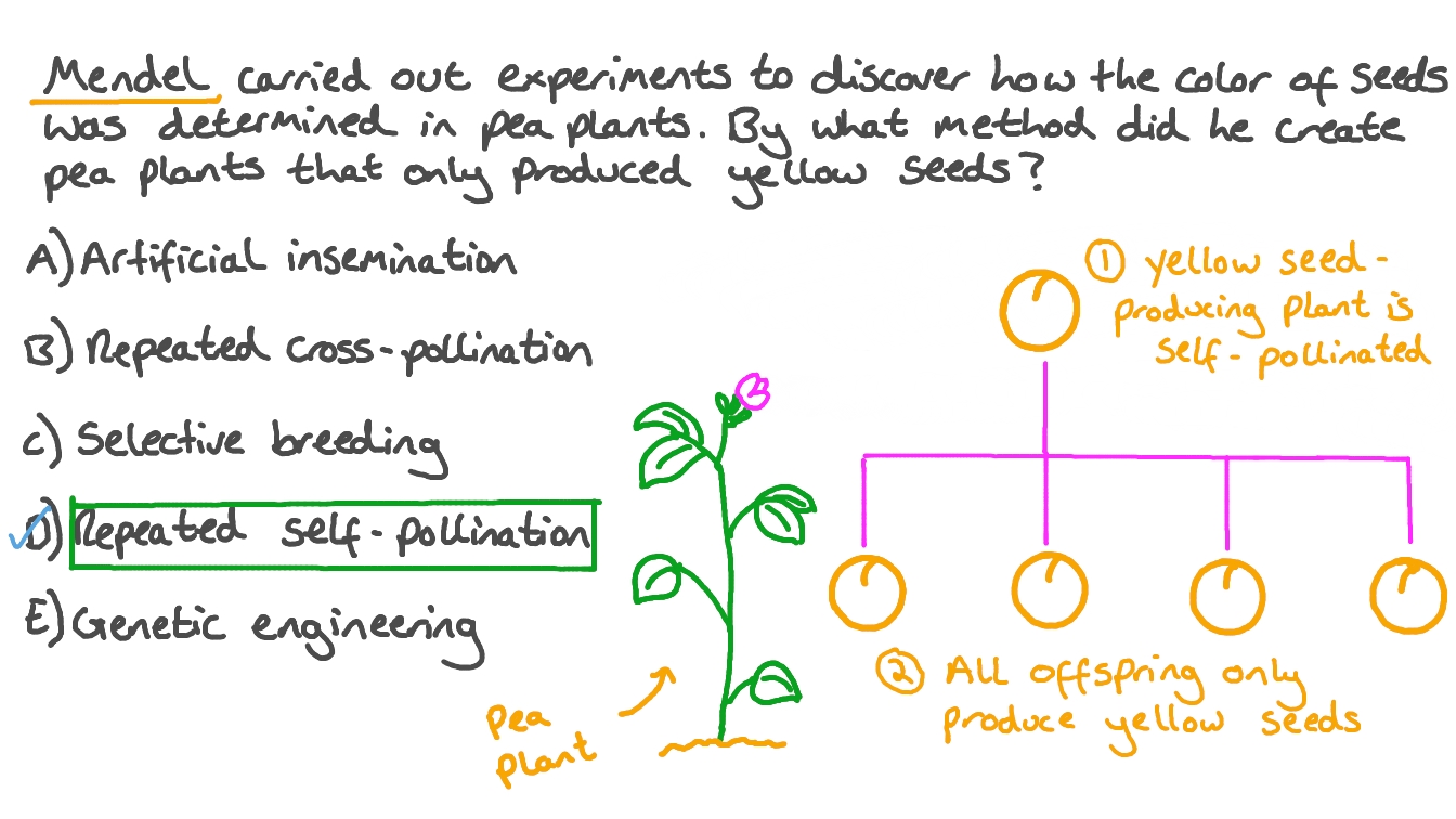 Question Video Describing How Mendel Bred Pea Plants to Produce Only