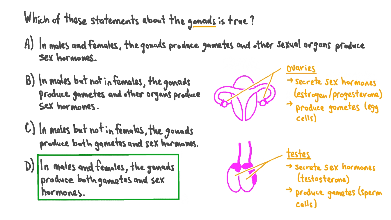 Question Video Recalling the Primary Function of Gonads in Humans Nagwa