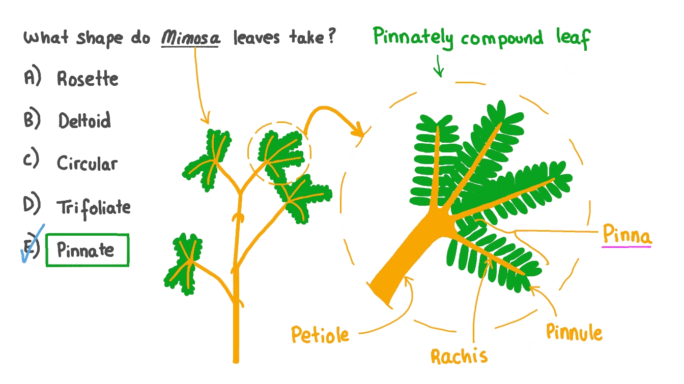Question Video Describing the Structure of a Mimosa Plant Leaf Nagwa