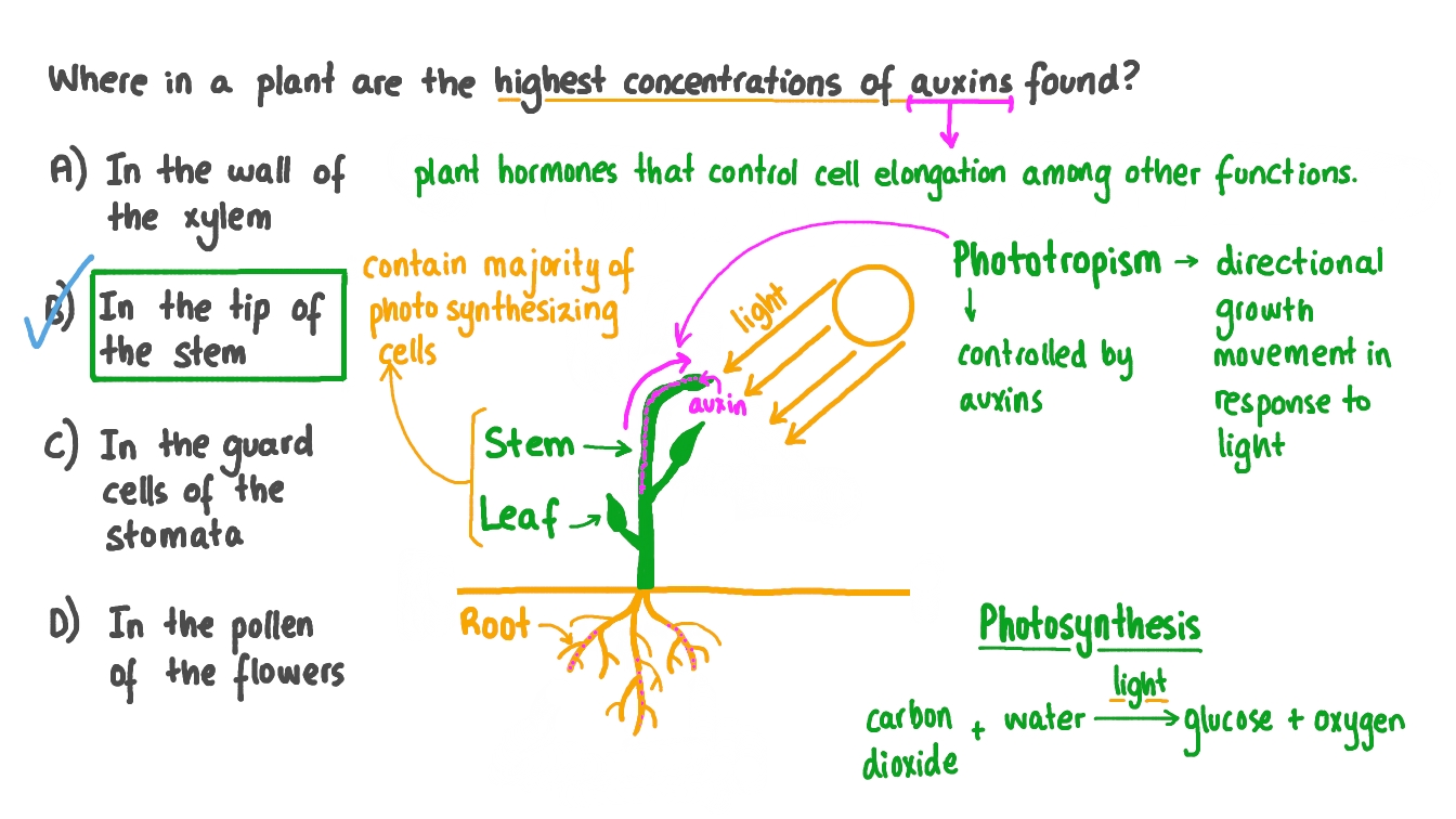 Question Video Identifying the Region of Auxin Production in a Plant