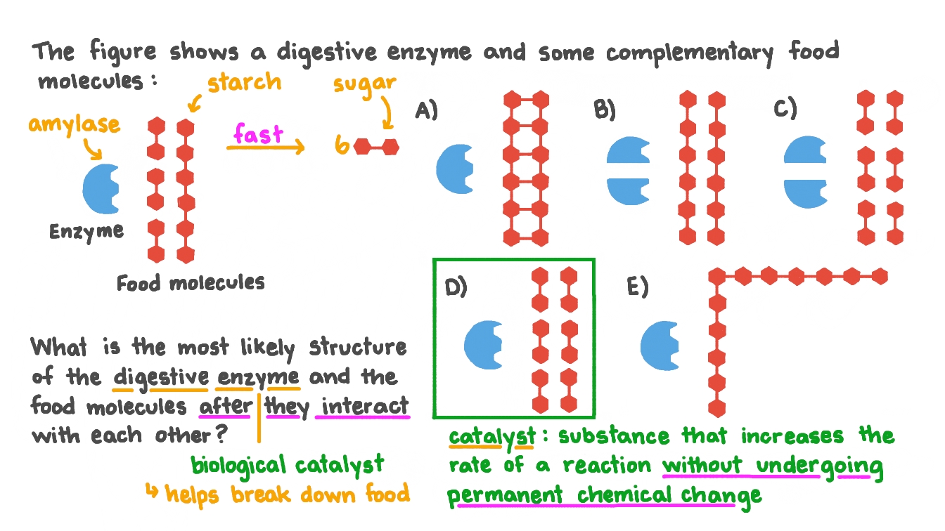 Question Video Identifying the Structure of an Enzyme and Food