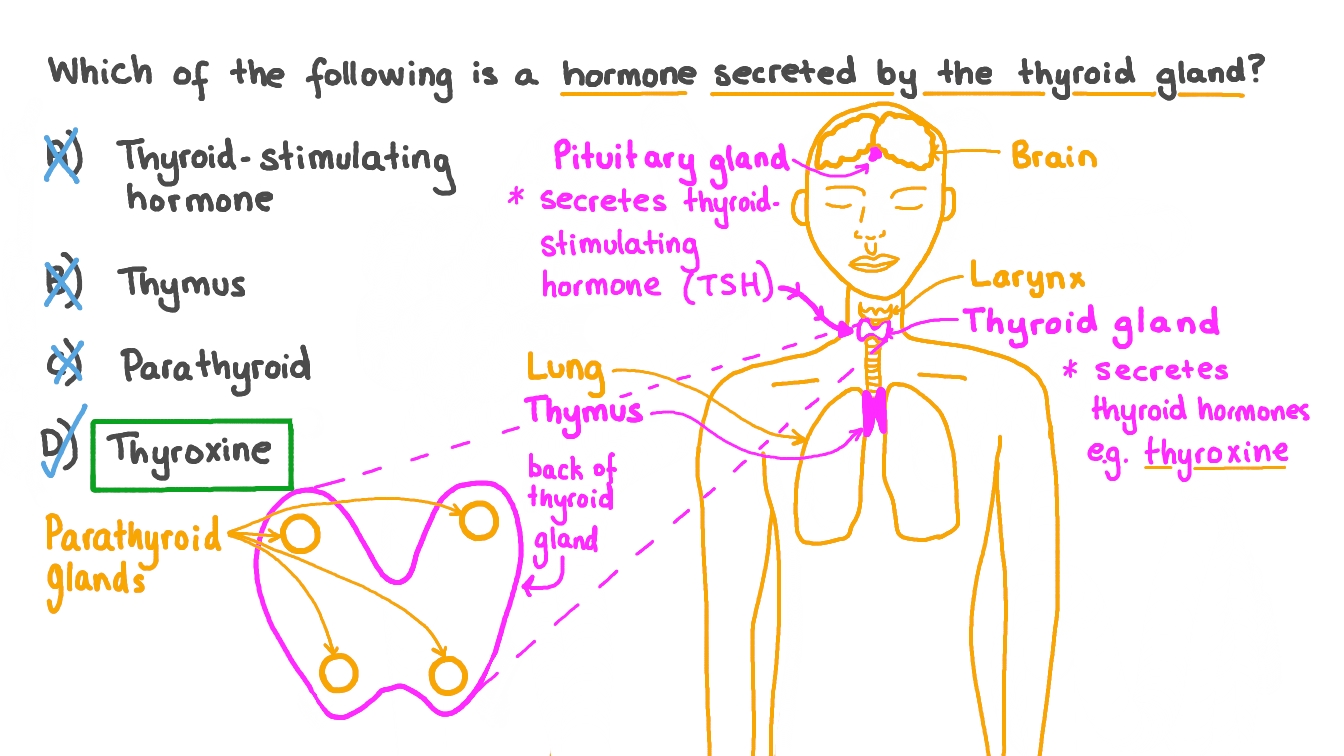 Question Video Recalling the Hormones Secreted by the Thyroid Gland