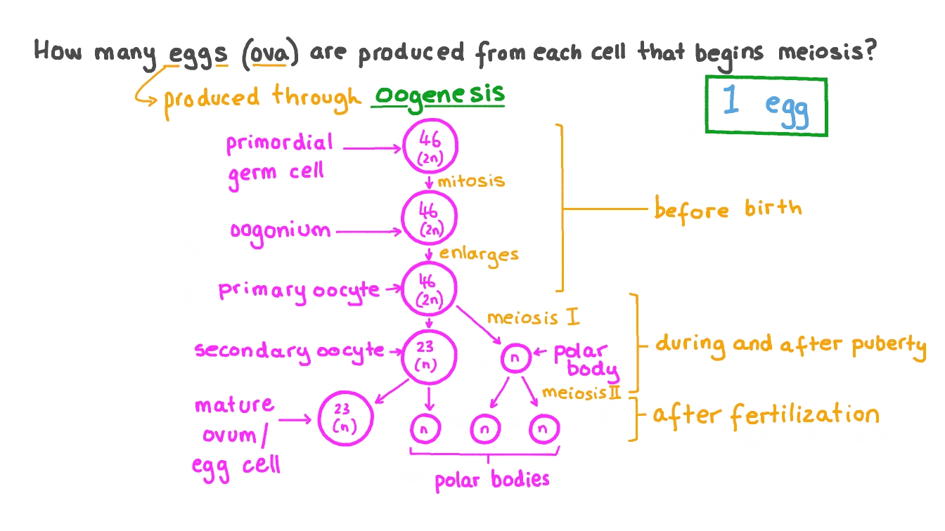 Question Video Determining the Number of Eggs That Can Be Produced