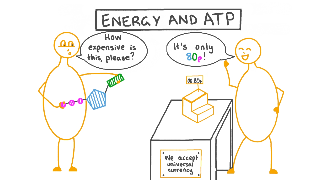 Lesson Video Energy and ATP Nagwa