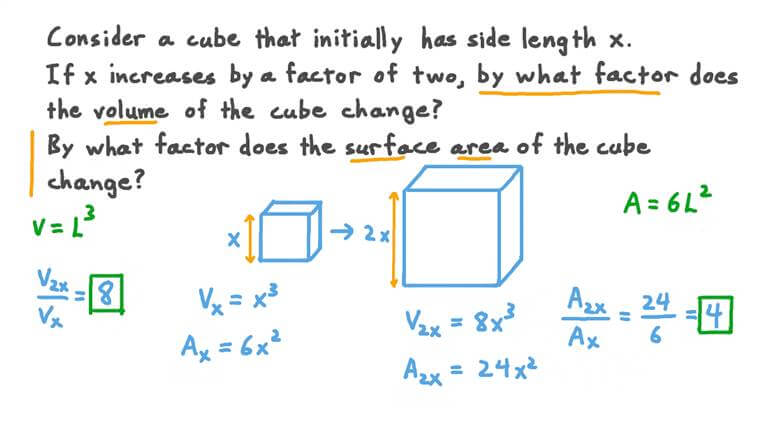 Lesson Surface Area to Volume Ratios Nagwa