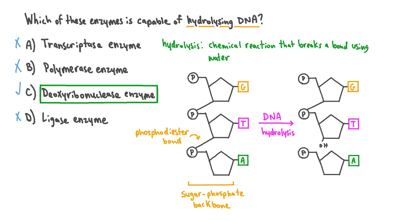 Question Video Identifying the Function of Different DNA Enzymes Nagwa