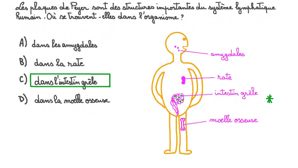 Vidéo question Identification de l’emplacement des plaques de Peyer dans le corps humain Nagwa