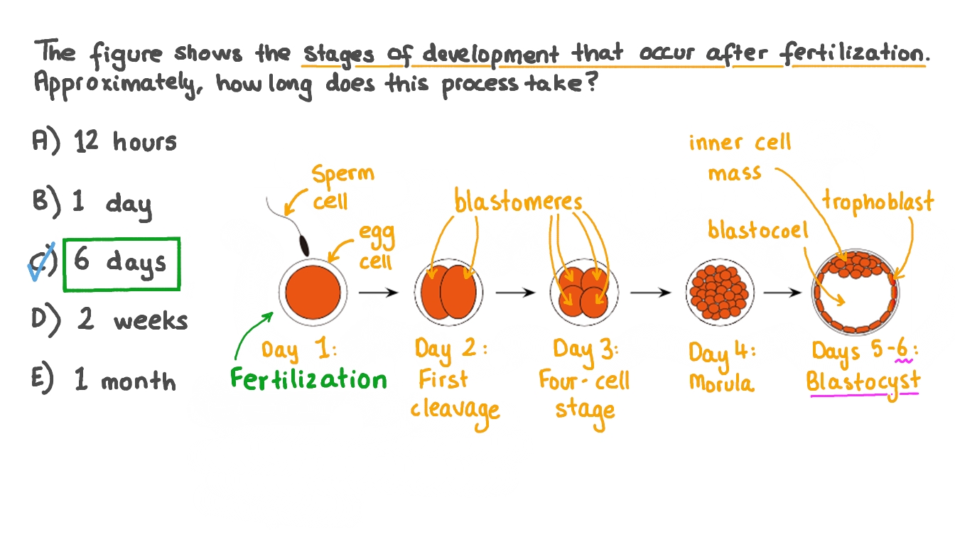 Question Video Stating the Time for a Fertilized Egg to Develop into a Blastocyst Nagwa