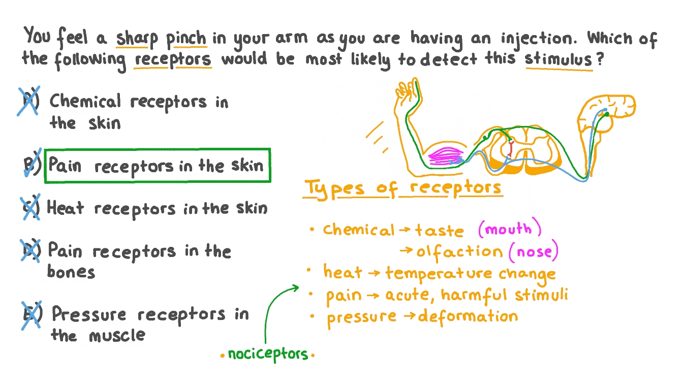 Question Video Identifying the Receptor that is Most Likely to Detect