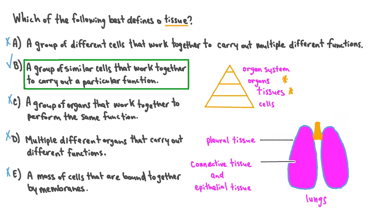 Question Video: Defining The Term “Tissue” | Nagwa