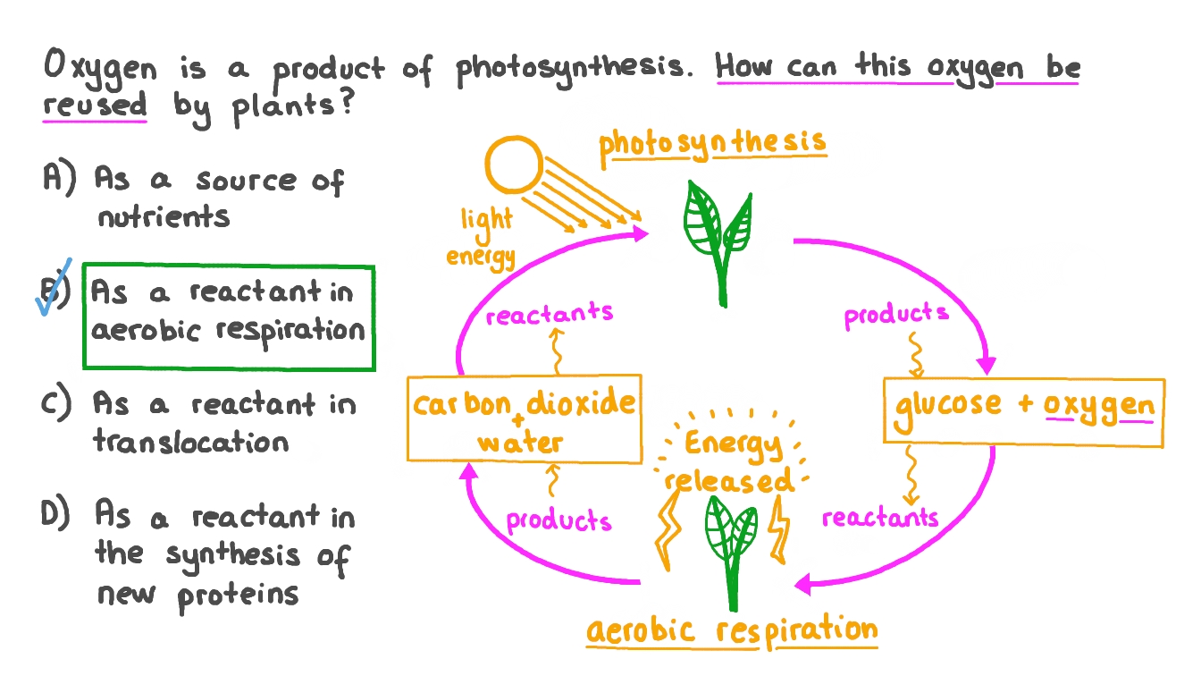 Question Video Recalling How Oxygen Can Be Reused by Plants Nagwa