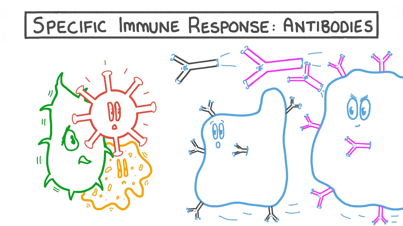 Lesson Specific Immune Response Antibodies Nagwa