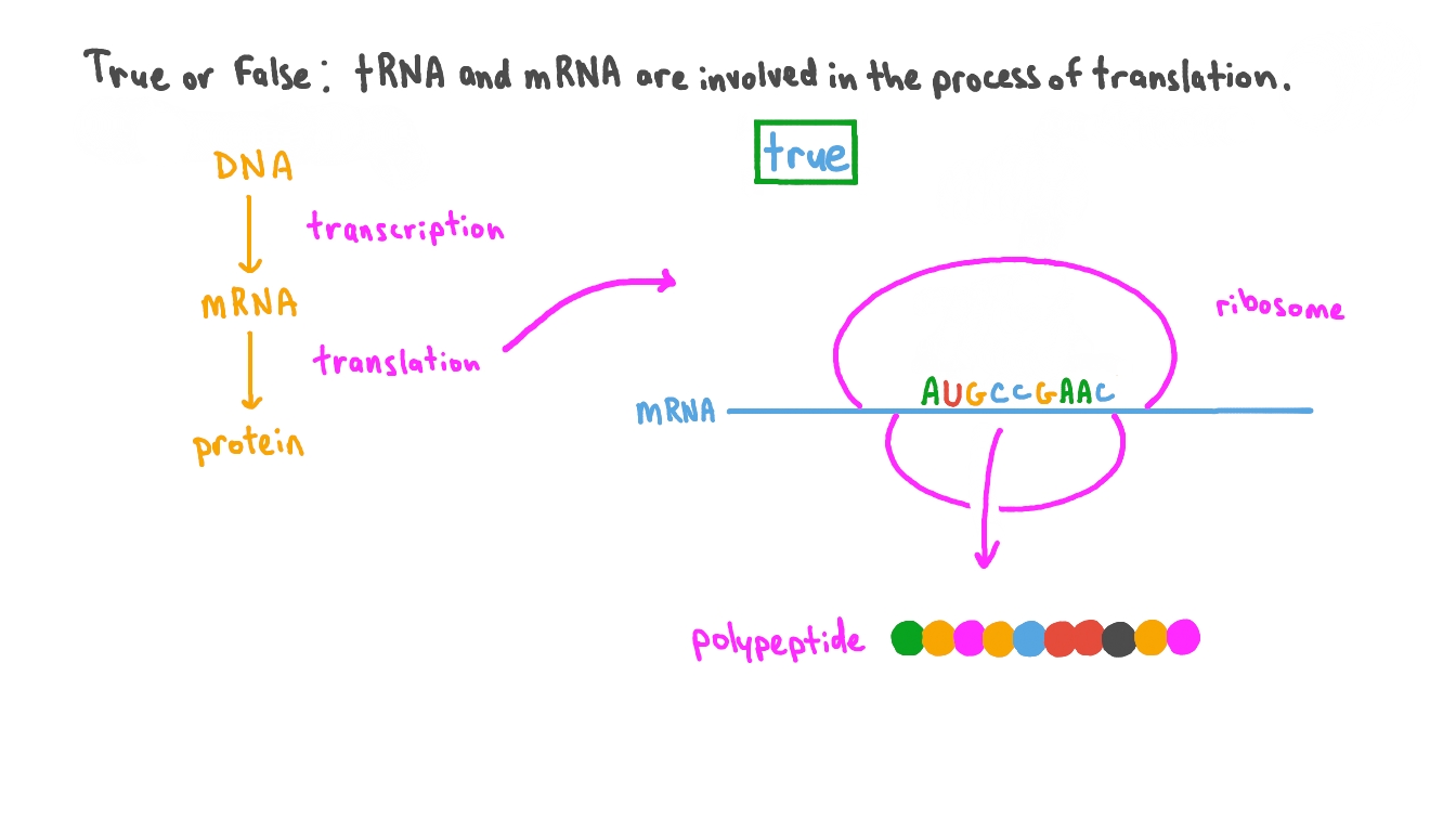 Question Video Stating the Types of RNA Involved in Translation Nagwa