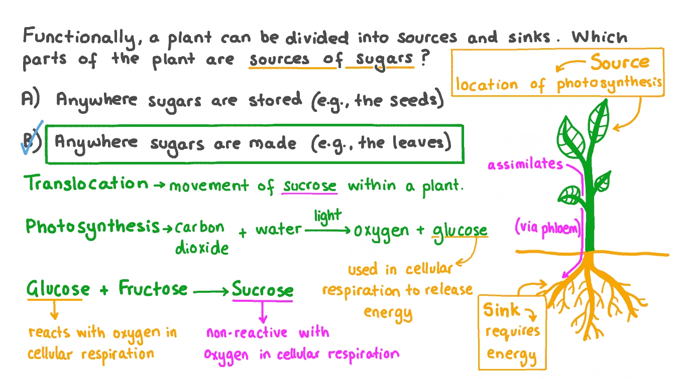 Question Video Identifying the Parts of the Plant That are Sources of
