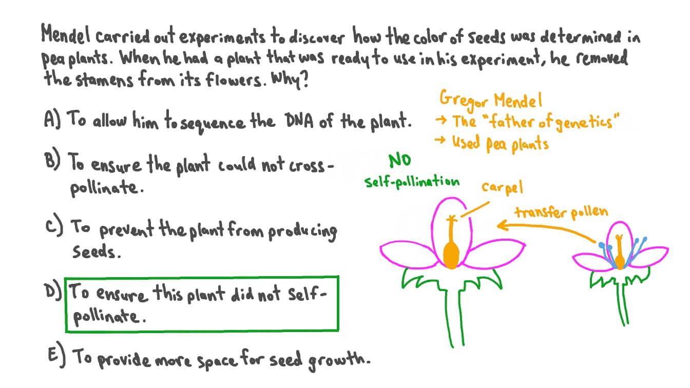 Self Pollination Pea Plants