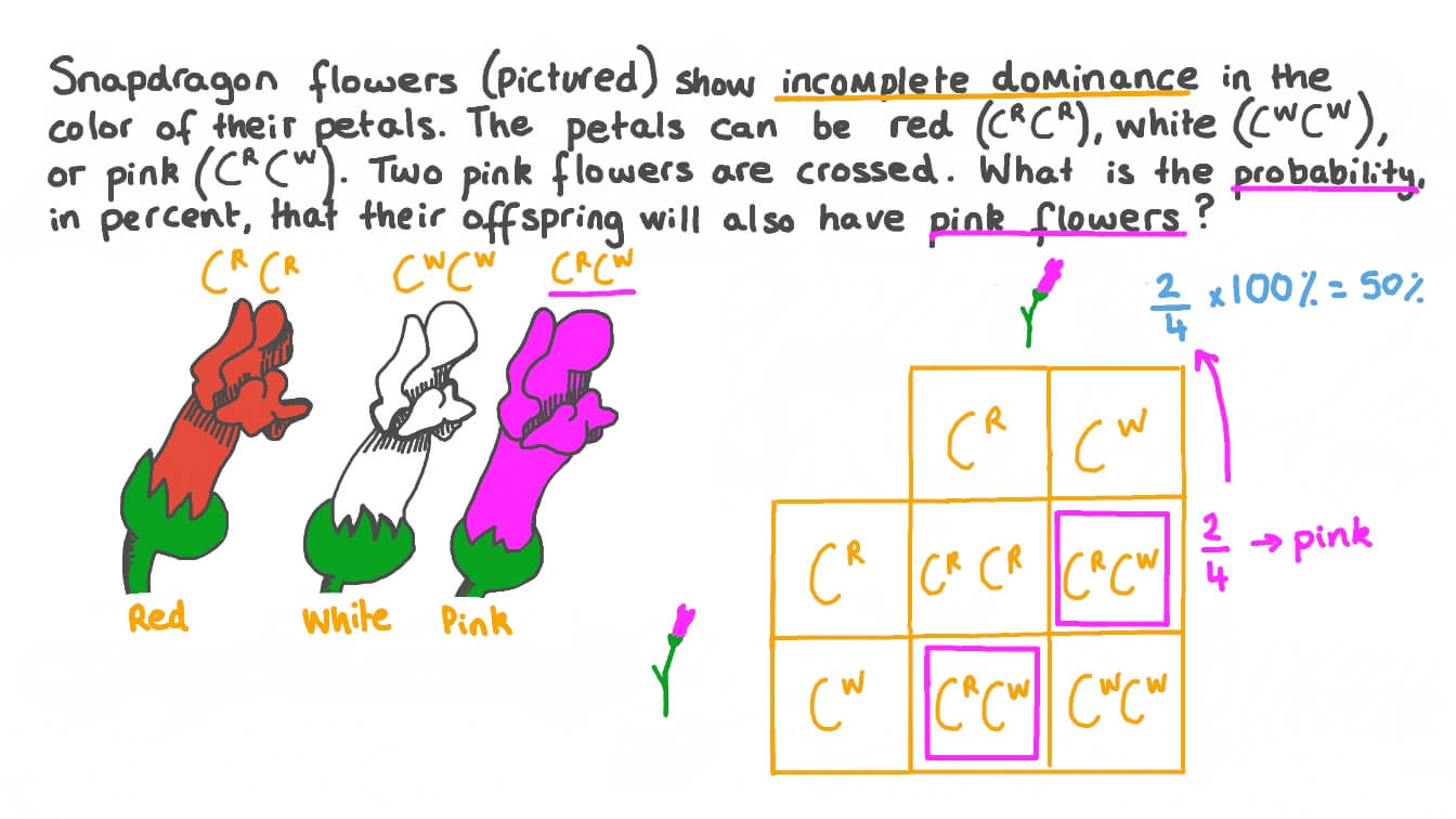 Question Video: Using A Punnett Square To Demonstrate Incomplete Dominance | Nagwa