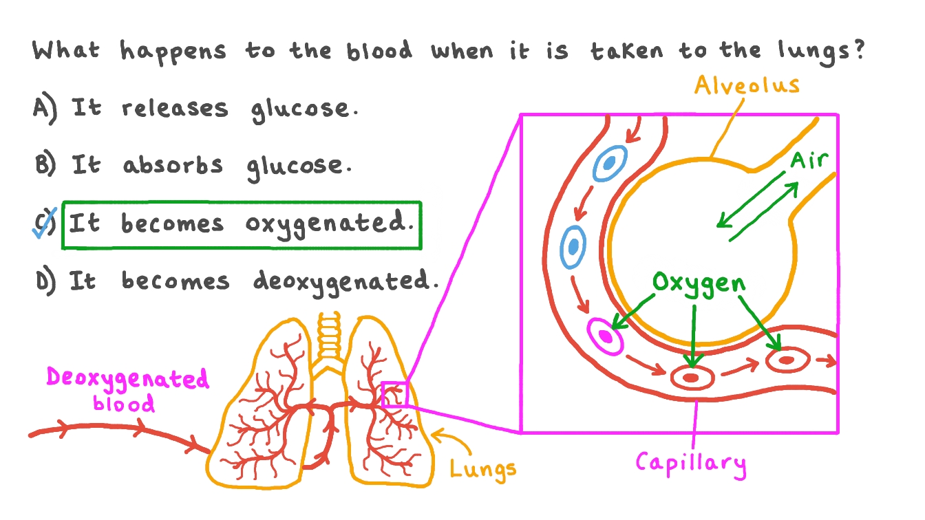 Question Video Describing the Function of the Lungs in the Circulatory
