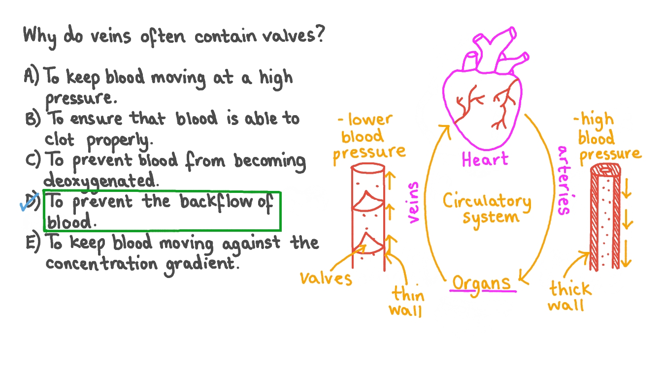 Question Video Explaining Why Veins Often Contain Valves Nagwa