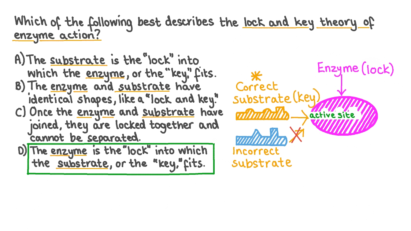 Question Video Describing the Lock and Key Theory of Enzyme Action Nagwa