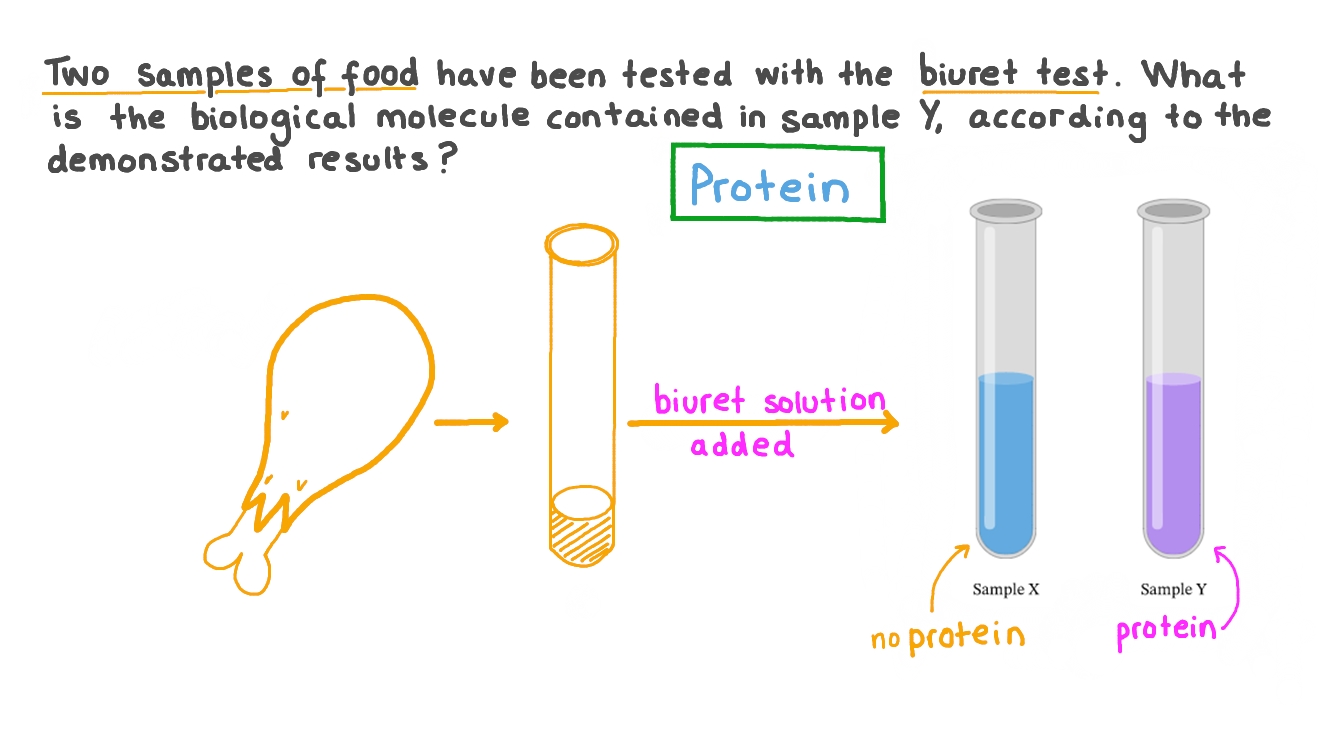 Question Video Drawing Conclusions About Experimental Results of a Biuret Test Nagwa