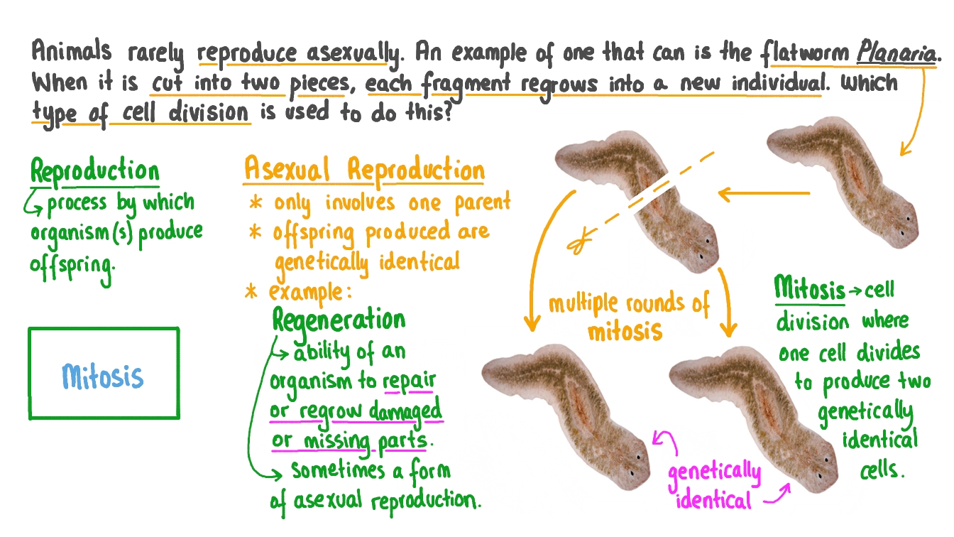 Question Video Identifying the Method of Cell Division Used in Asexual