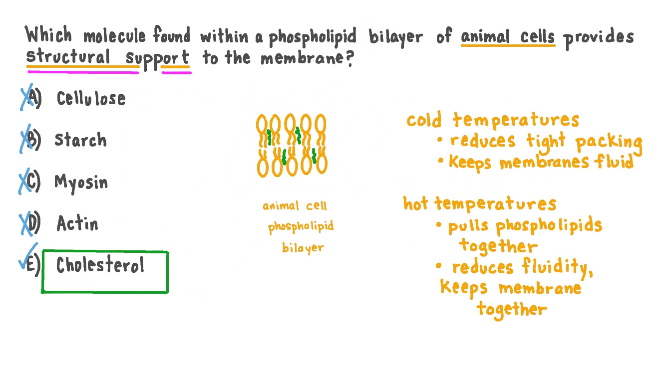 Question Video Recalling the Molecule that Provides Structural Support