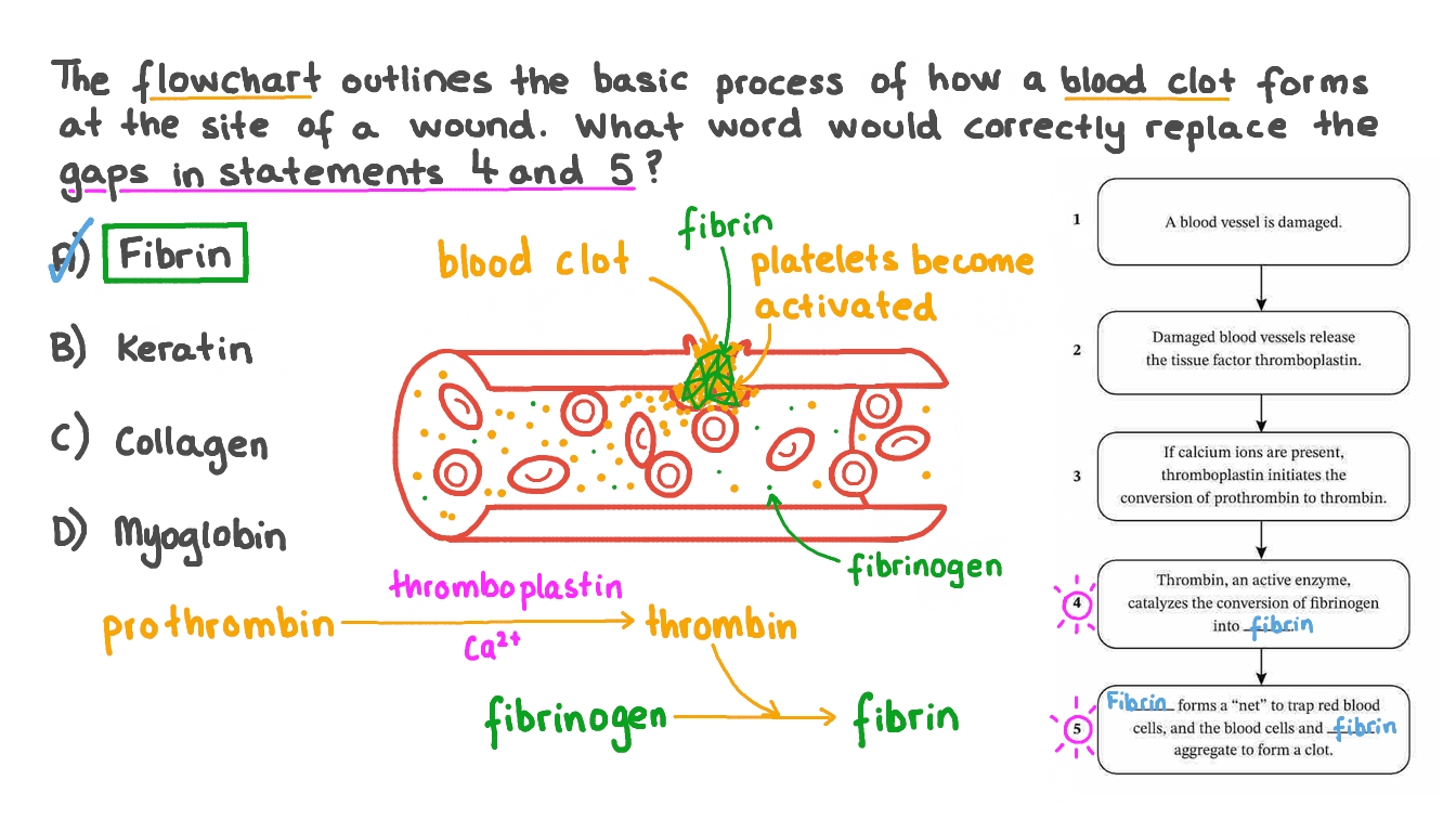Question Video Identifying the Missing Factor in the Process of Blood
