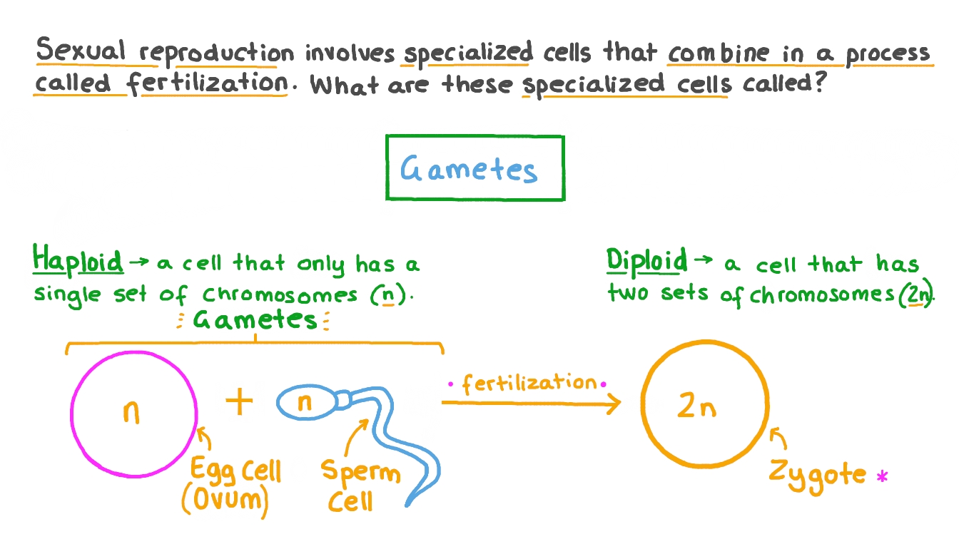 Question Video Recognizing the Specialized Cells of Sexual