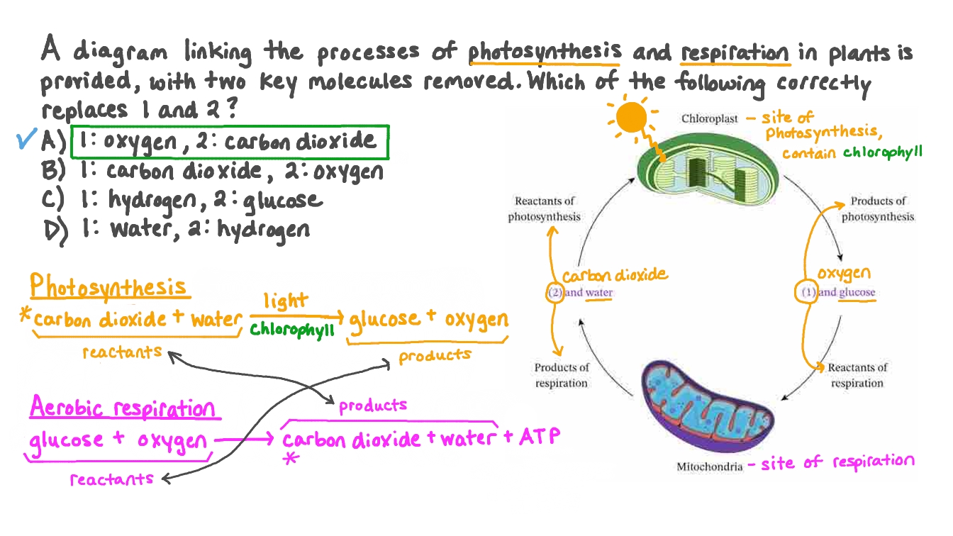 Cellular Respiration Reactants And Products Chart