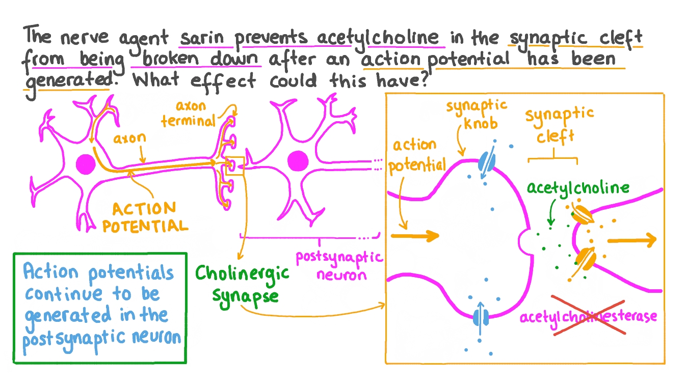 Question Video Applying Knowledge of Synapses to the Effect of the
