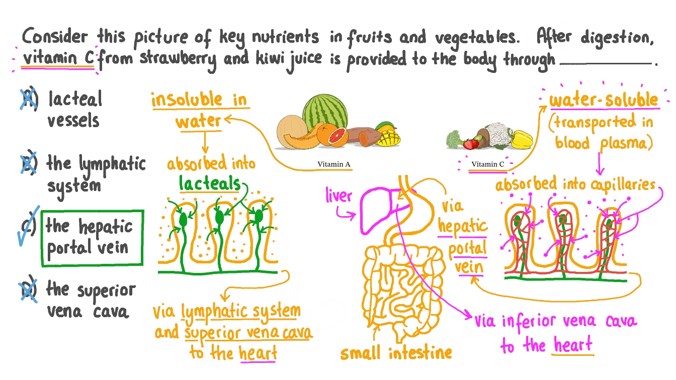 Question Video Describing How Vitamin C Is Provided to the Body Cells